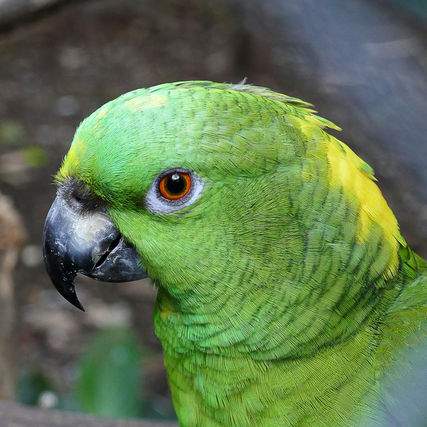 Parrot (park)