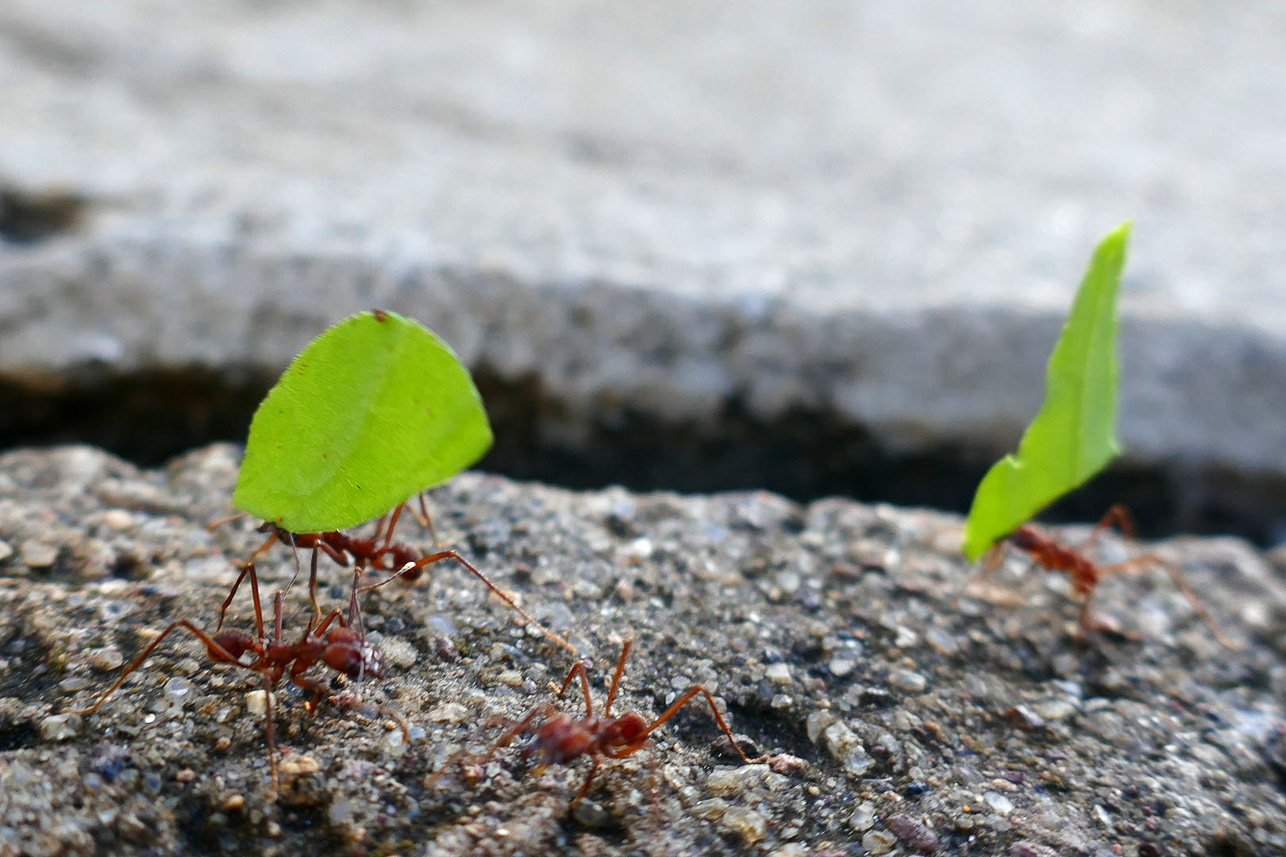 Leaf-cutter Ants