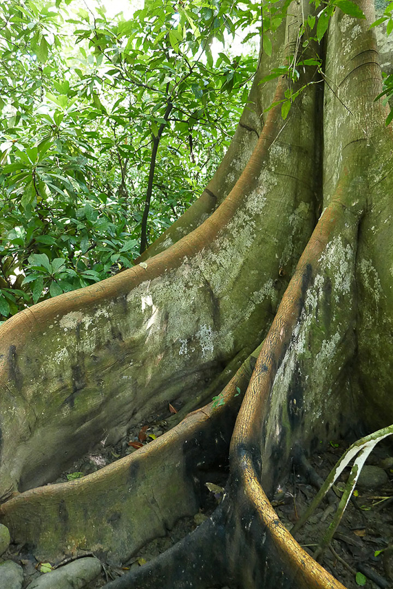 Impressive roots