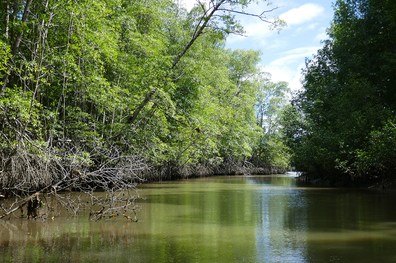 River cruise at Sierpe