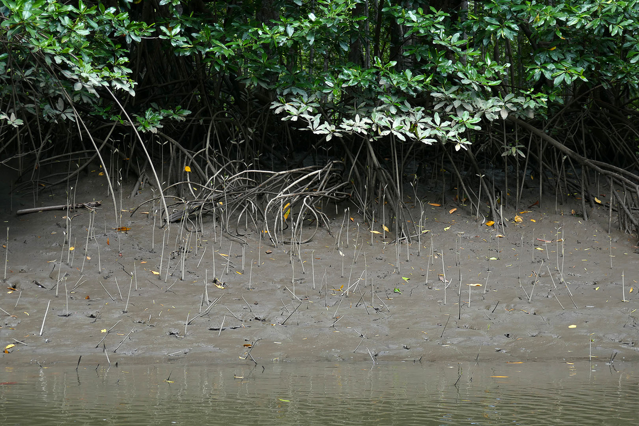 Mangrove seeds