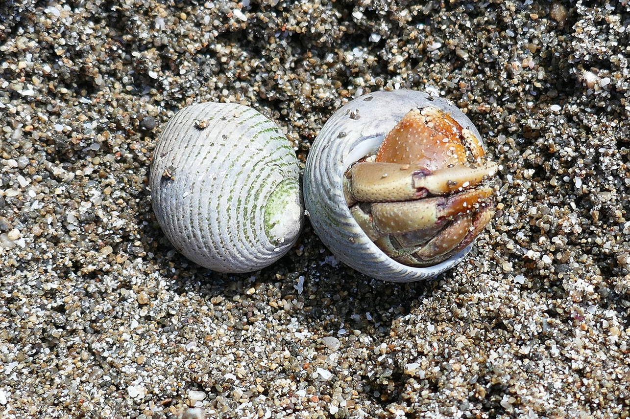 Hermit crab?