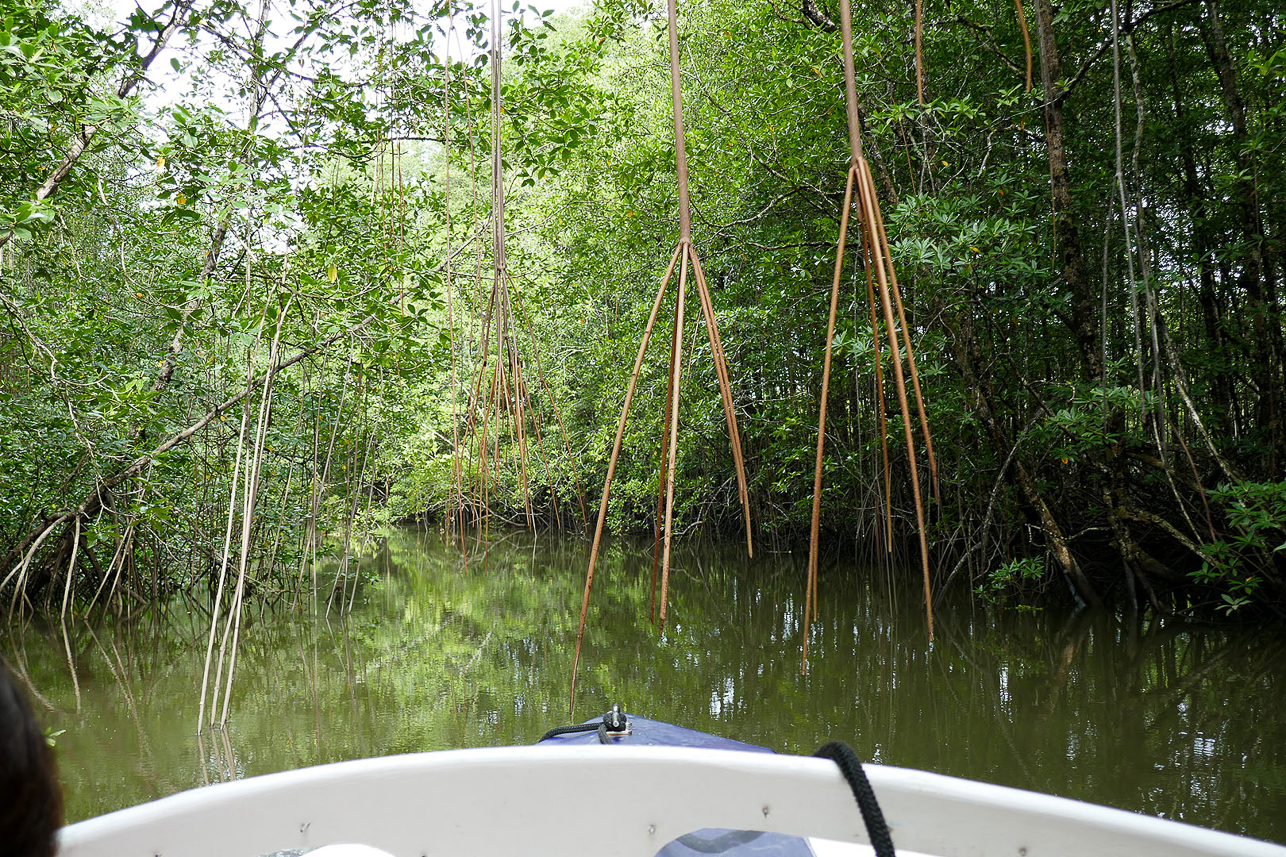 Mangrove along the river