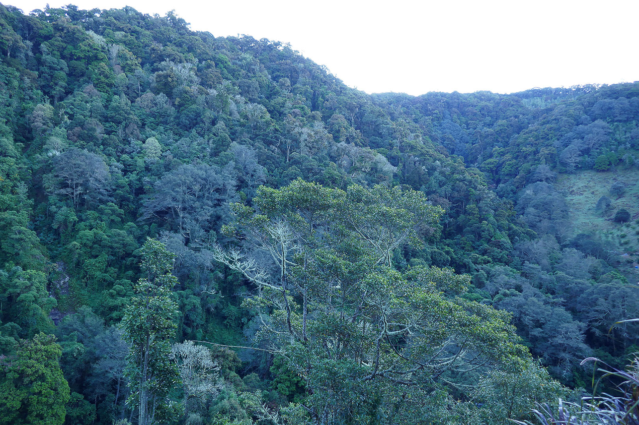 Quetzal (the national bird) country