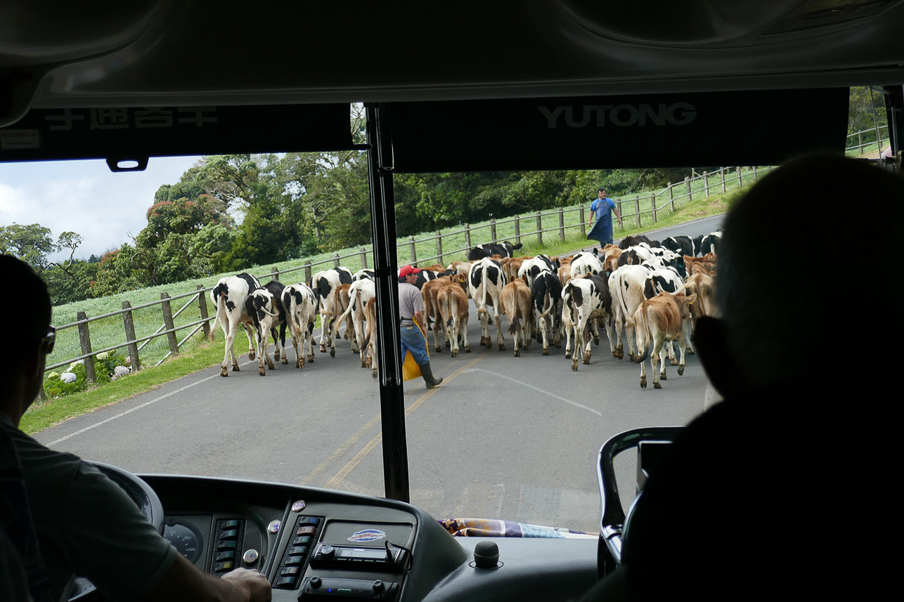 Cattle on the road