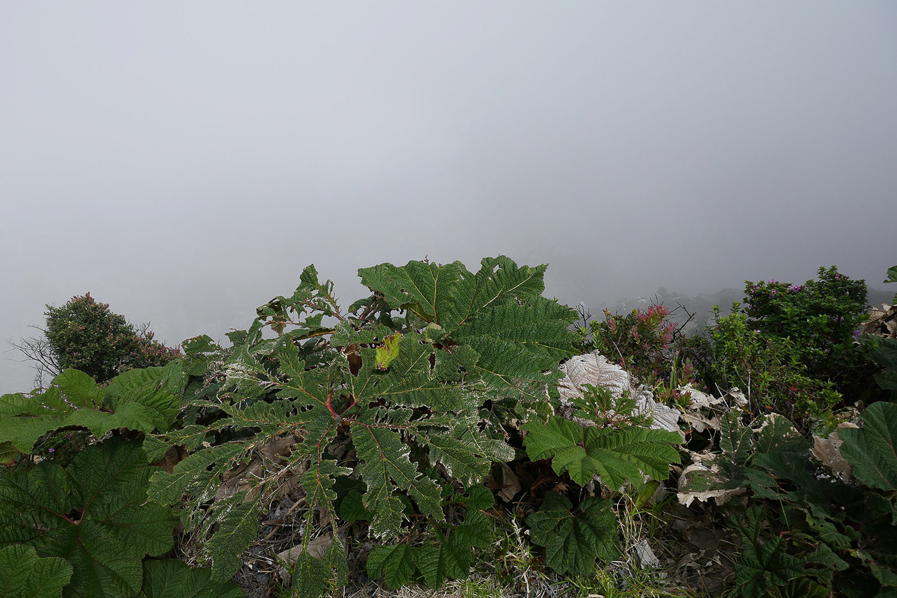 Rim with foggy crater