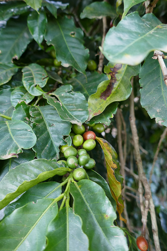 Coffee plant