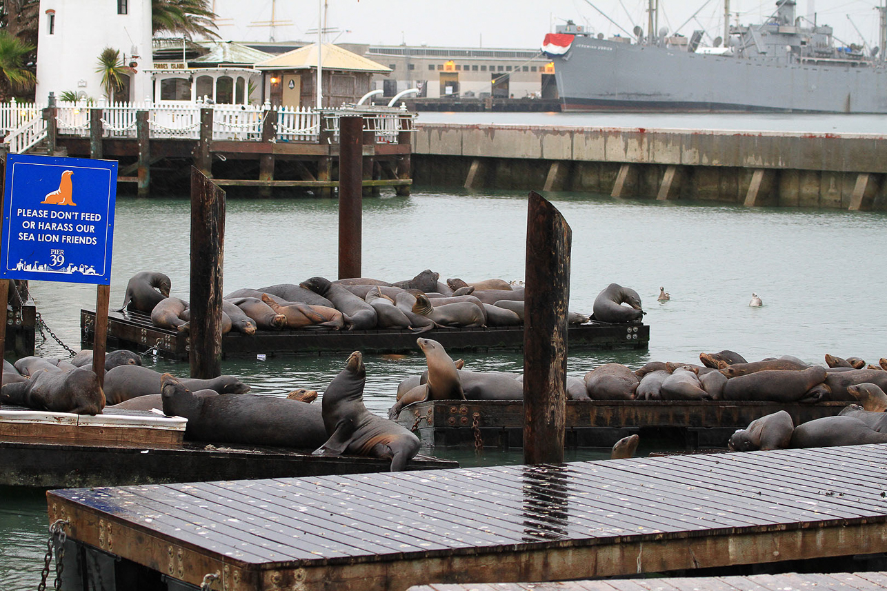 Sea lions at Pier 39