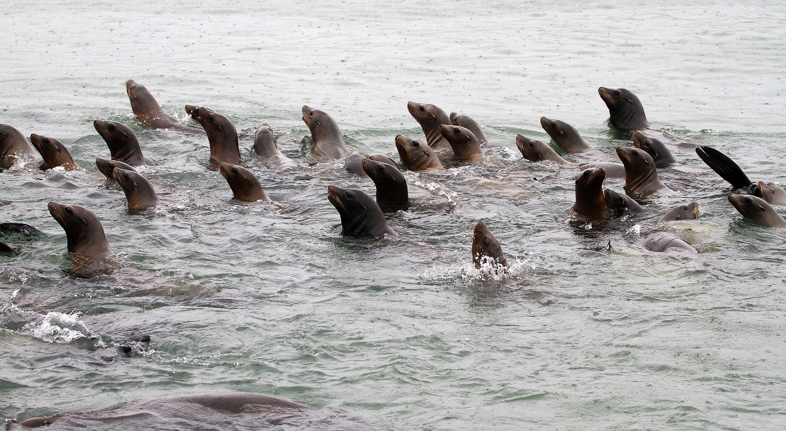 Sea lions