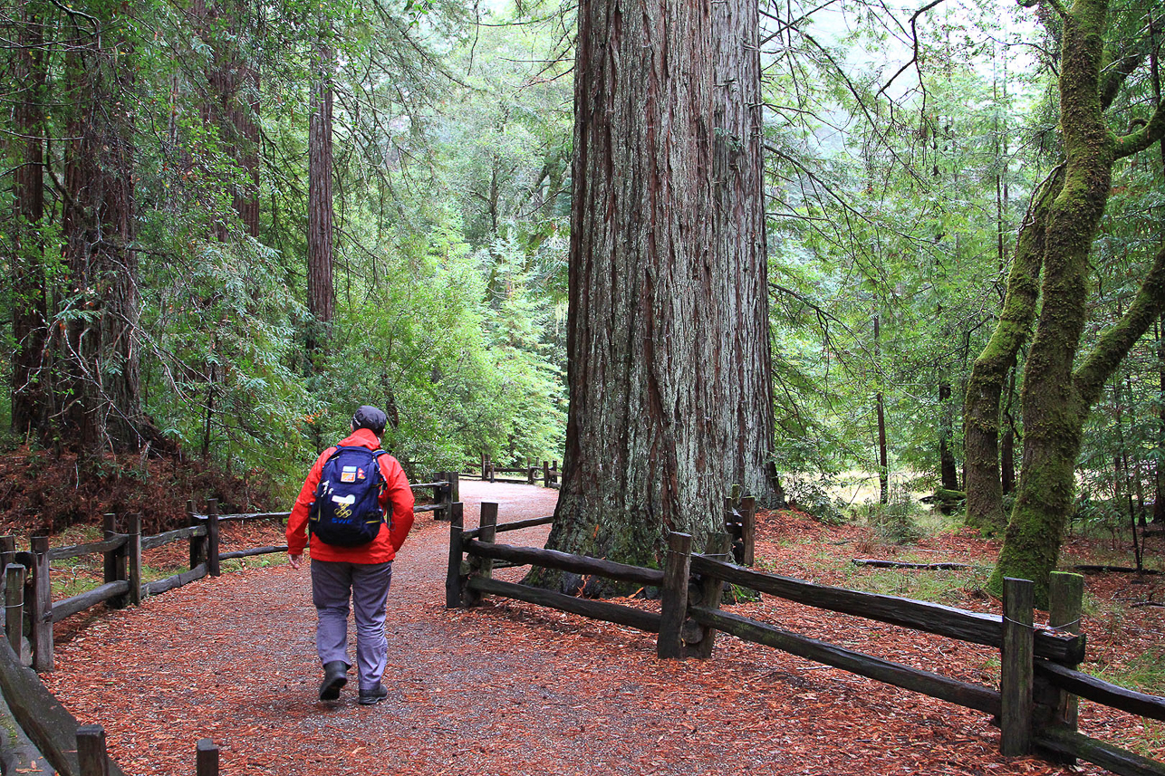 Big trees in Big Basin State Park