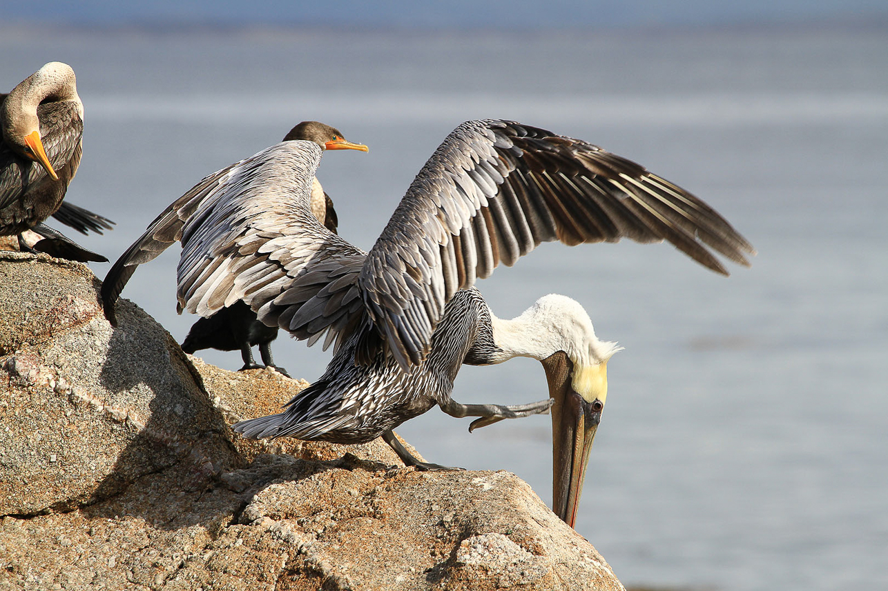 Pelican