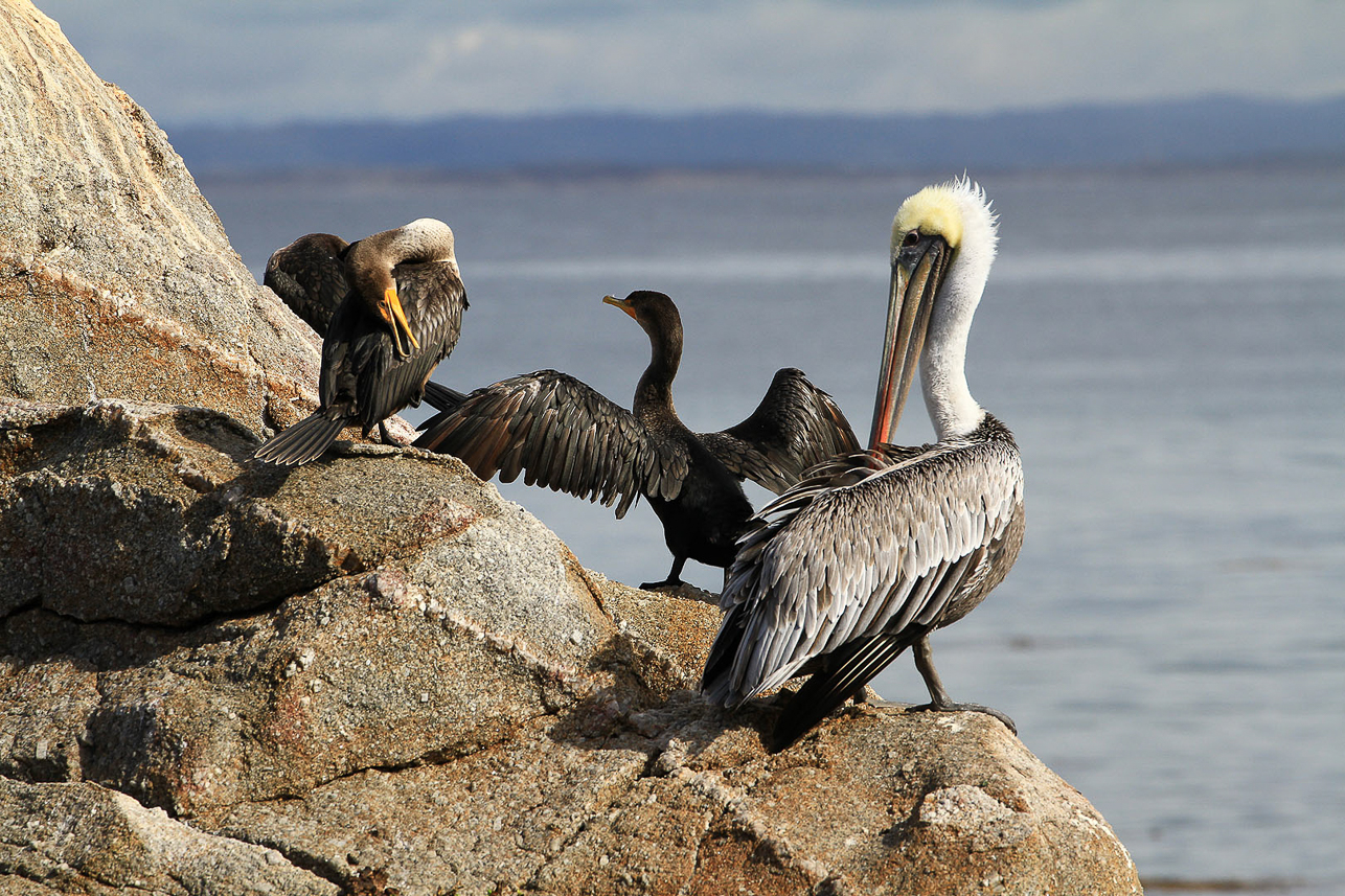 Pelican and shag