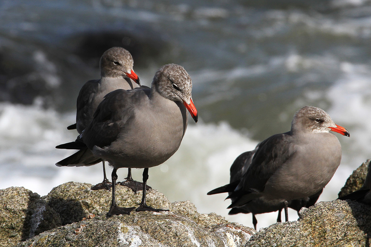 Gulls