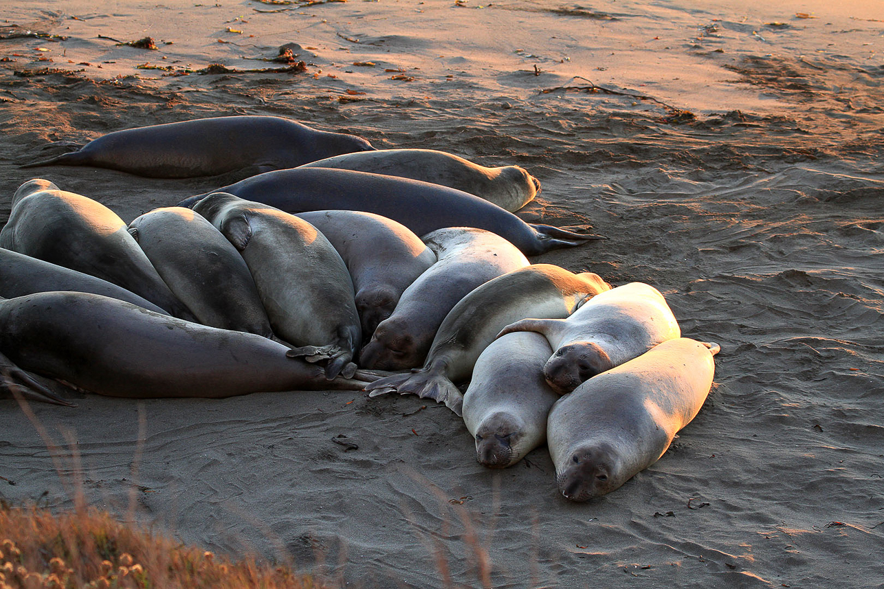 Elephant seals