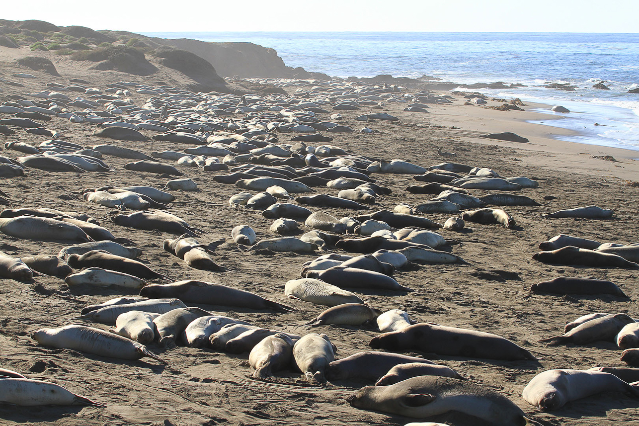 Elephant seals