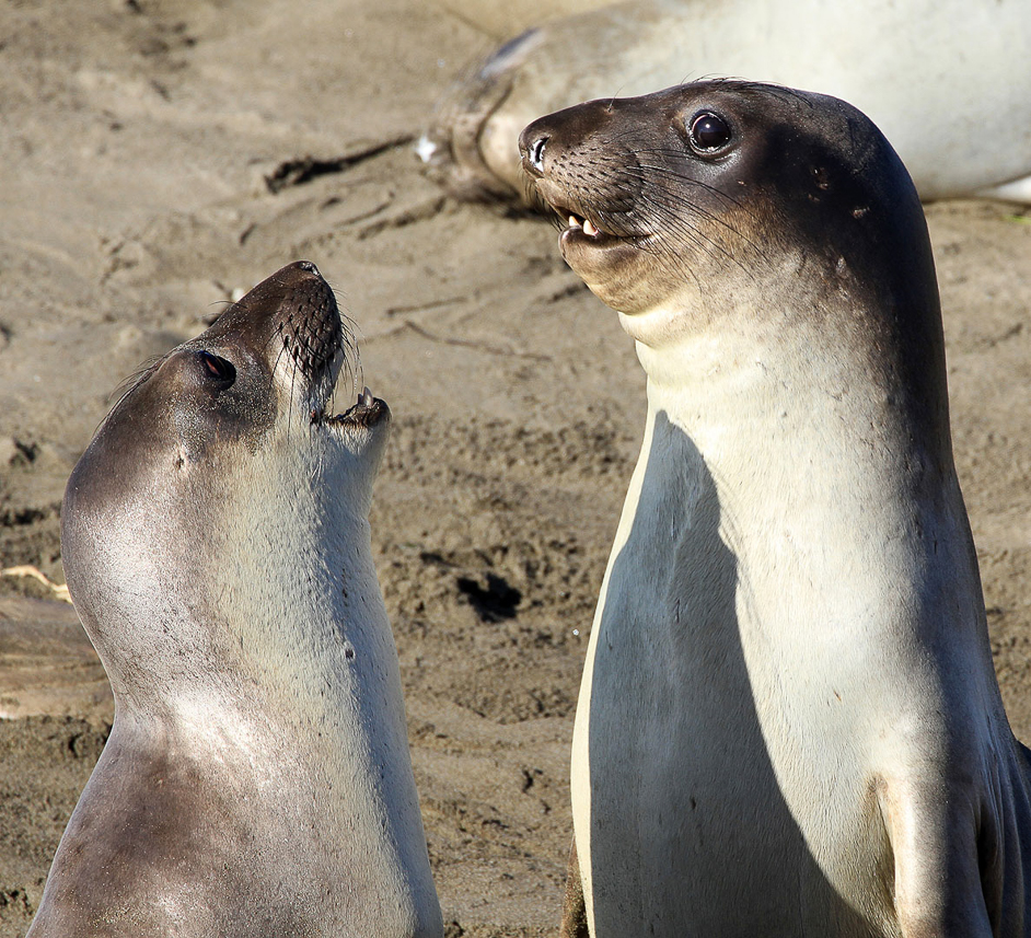 Young elephant seals