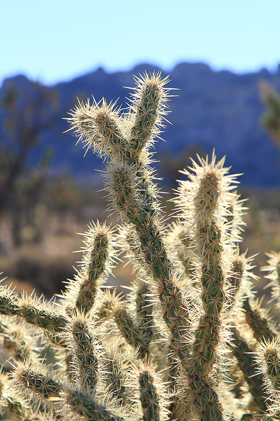 Cactus in Mojave