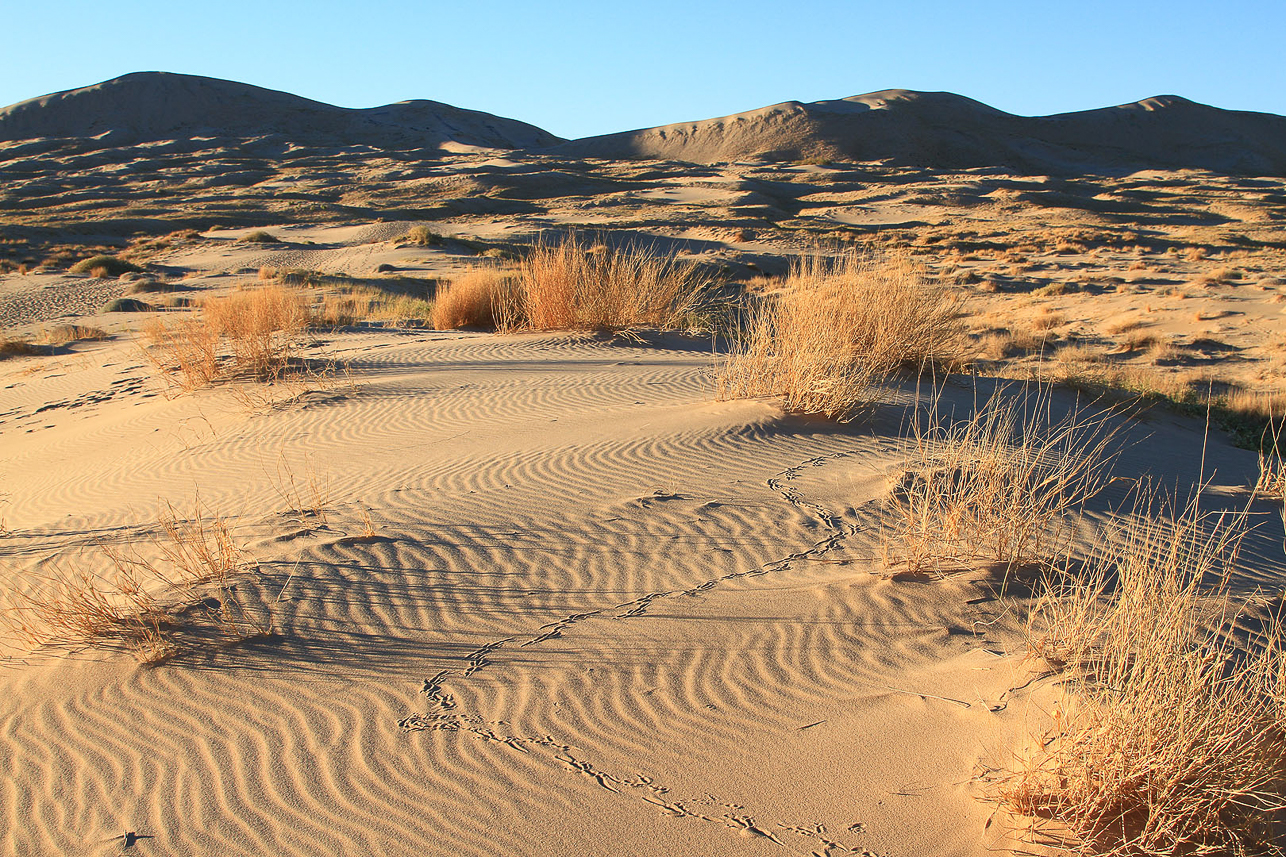 Kelso Dunes in Mojave