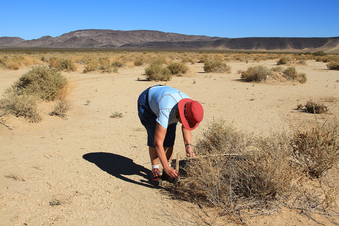 Measuring height of the vegetation (geocaching task).