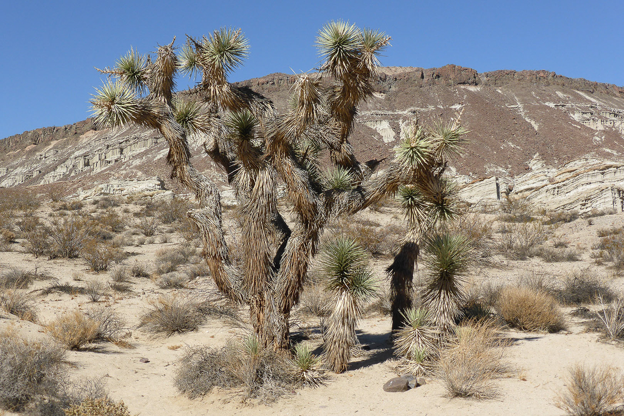 Joshua tree