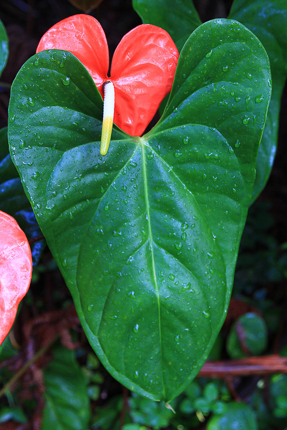 Flamingo flower