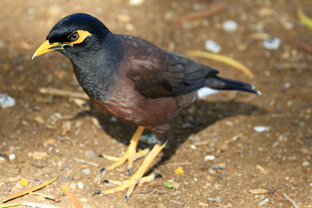 Myna (imported from India) in the crater