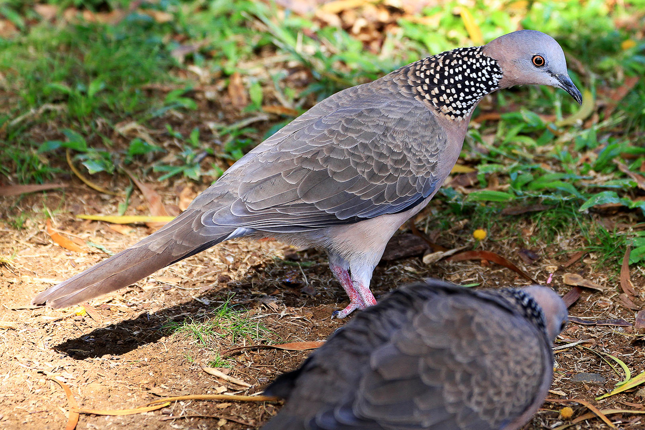 Dove in the crater (imported from Asia)