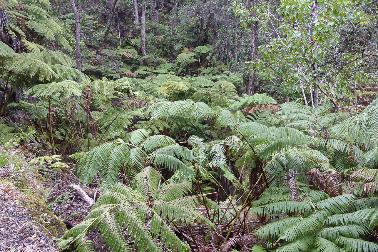 Rain forest