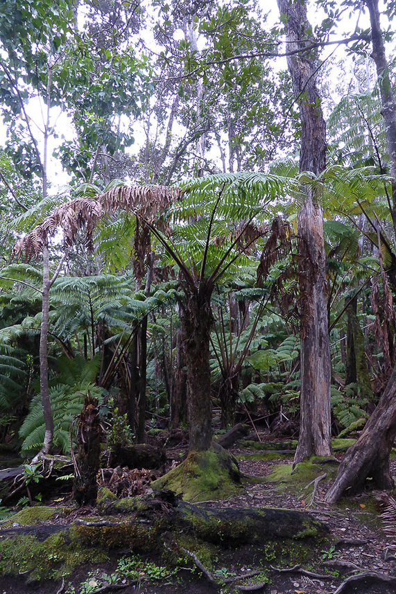 Rain forest