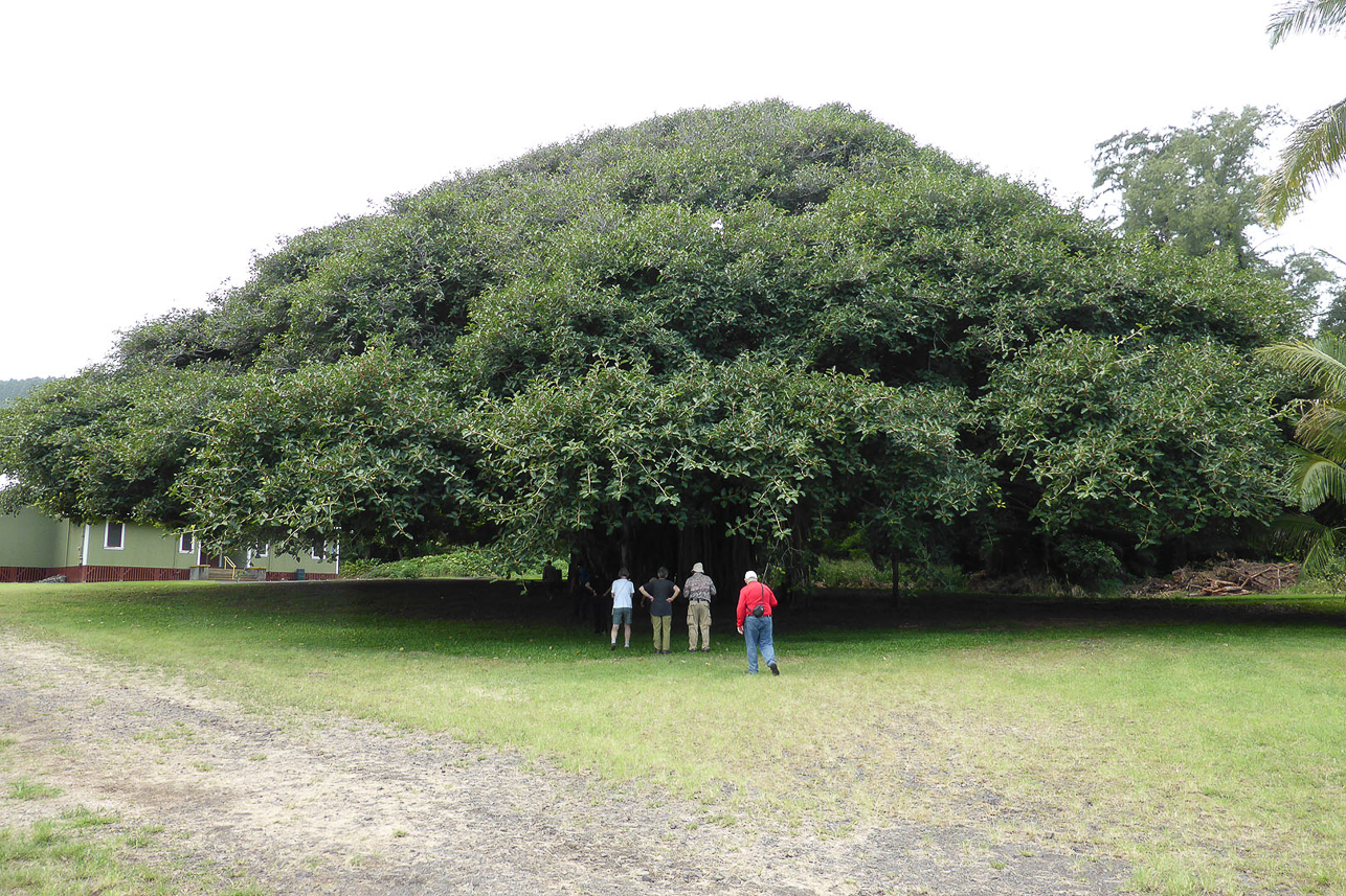 Banyan tree