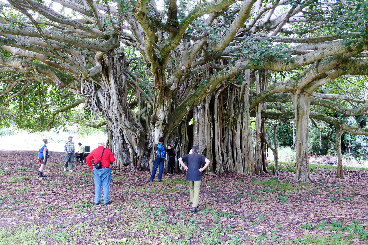 Banyan tree