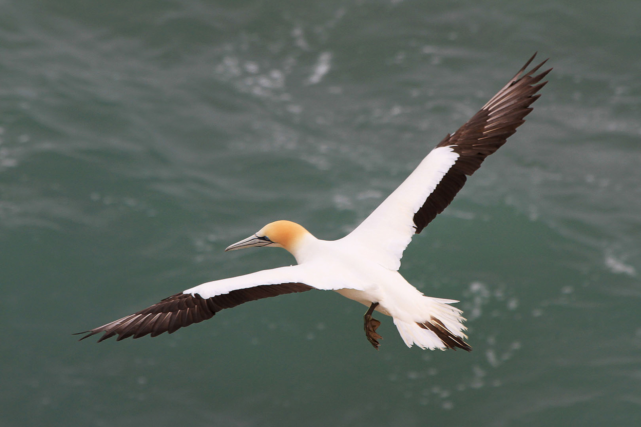 Australian gannet