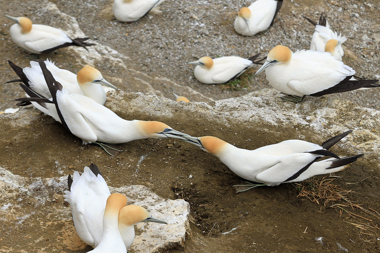 Australian gannets