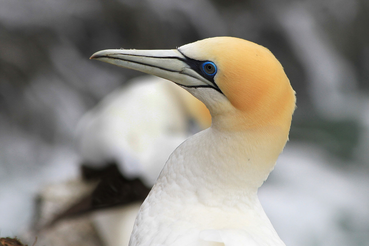 Australian gannet