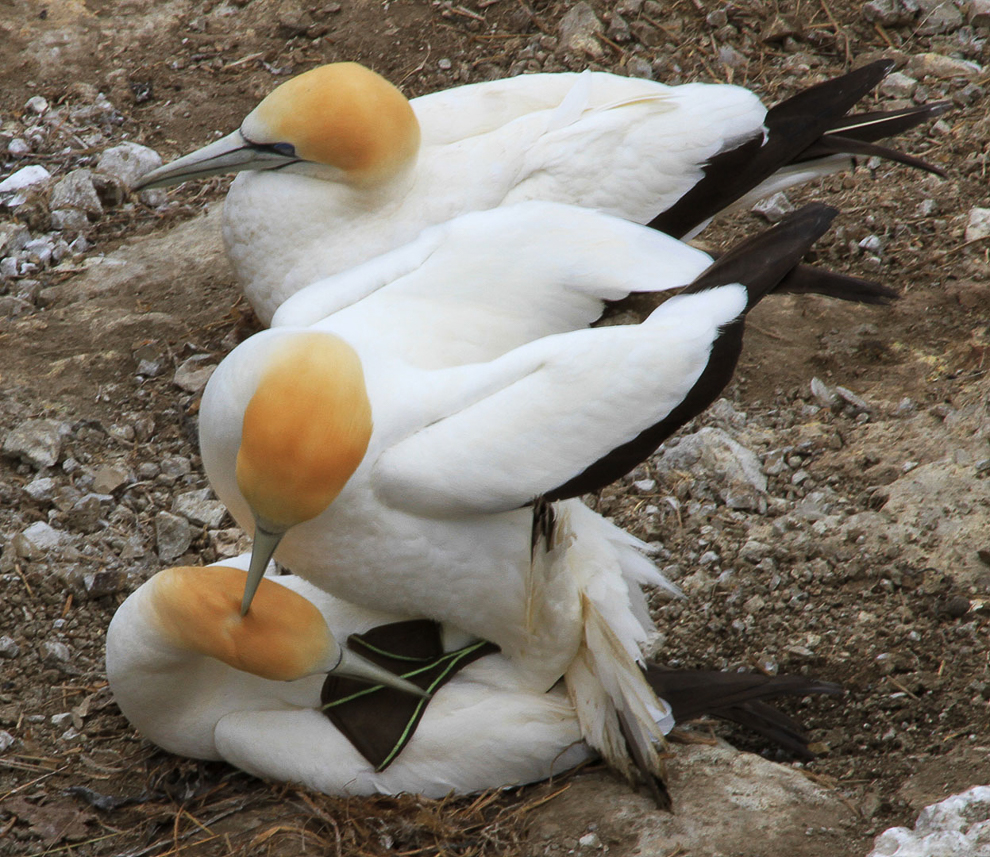 Australian gannets