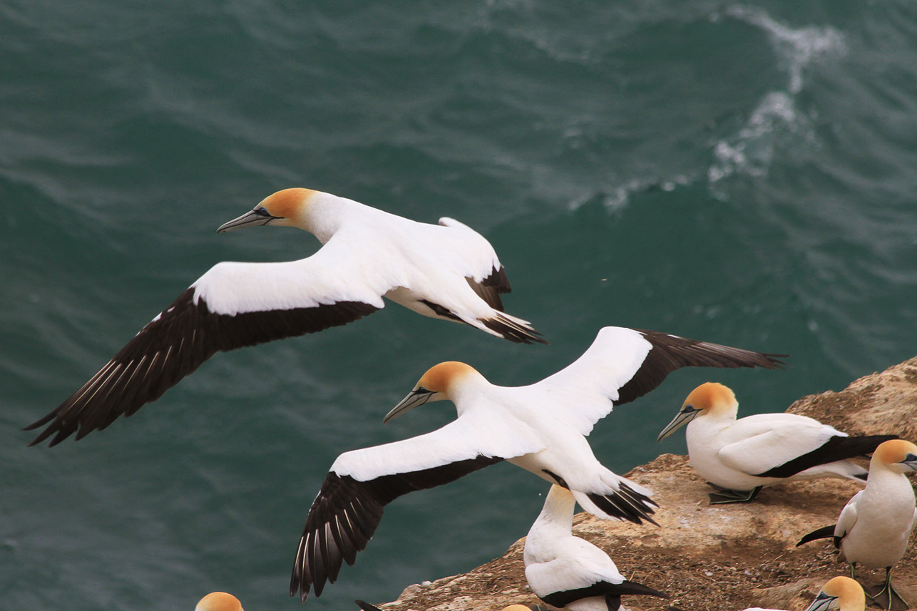 Australian gannets