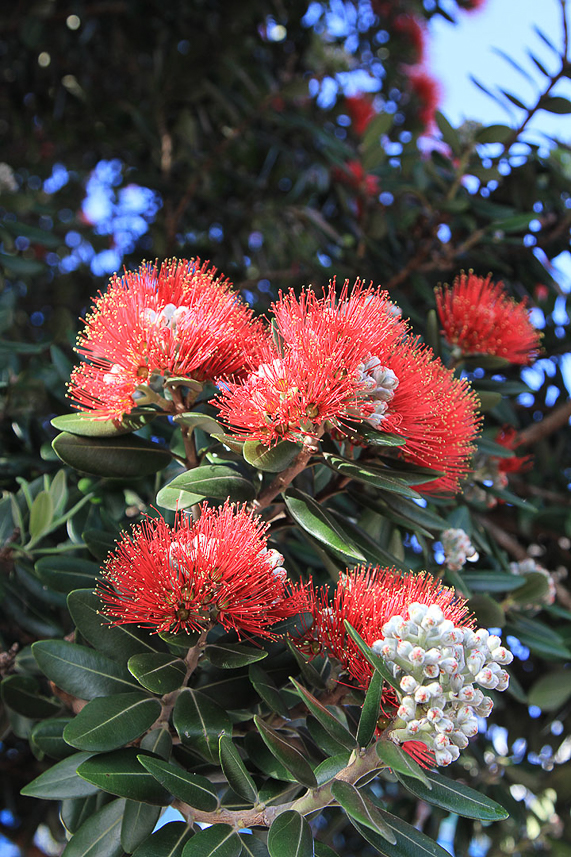 Rata "Christmas" tree, the first flowers