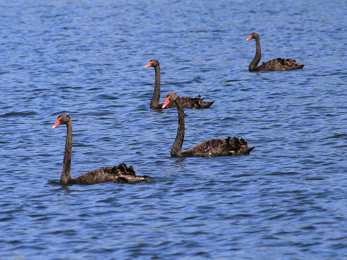 Black Swan at Lake Rotomahana