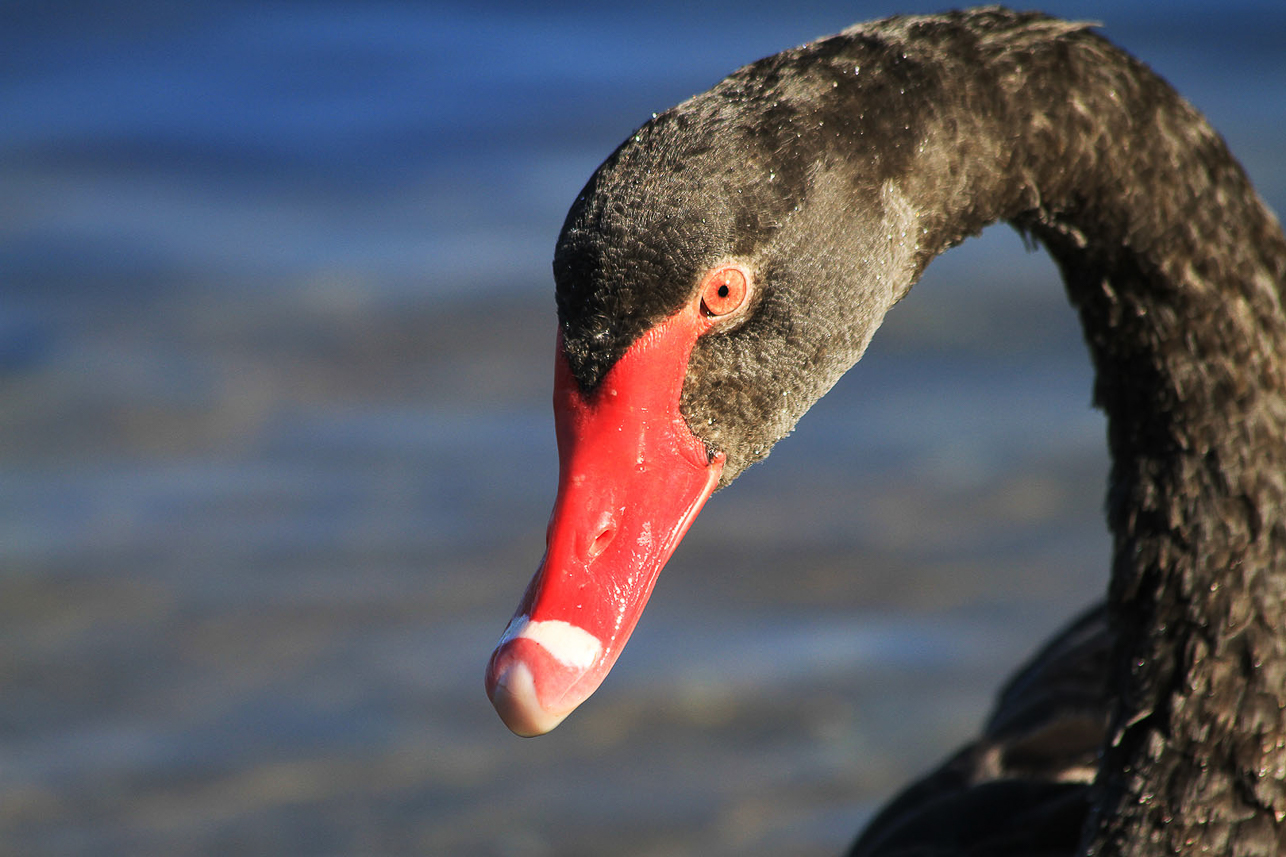 Black Swan at Rotorua