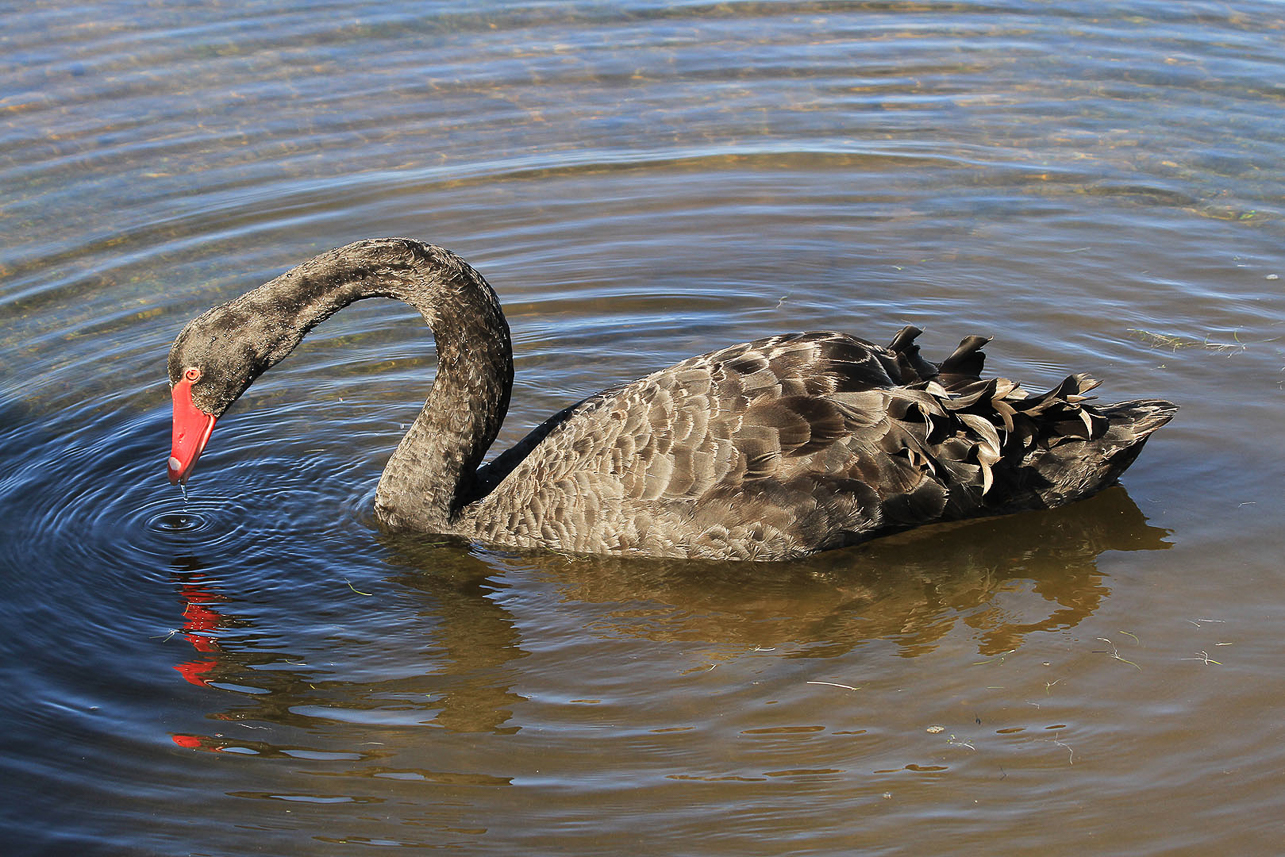 Black Swan at Rotorua