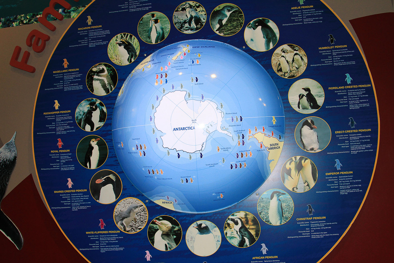 The world's penguins, 17-18 species. 12 found in NZ, incl. Ross territory and Macquarie Island. 5 species only found in NZ