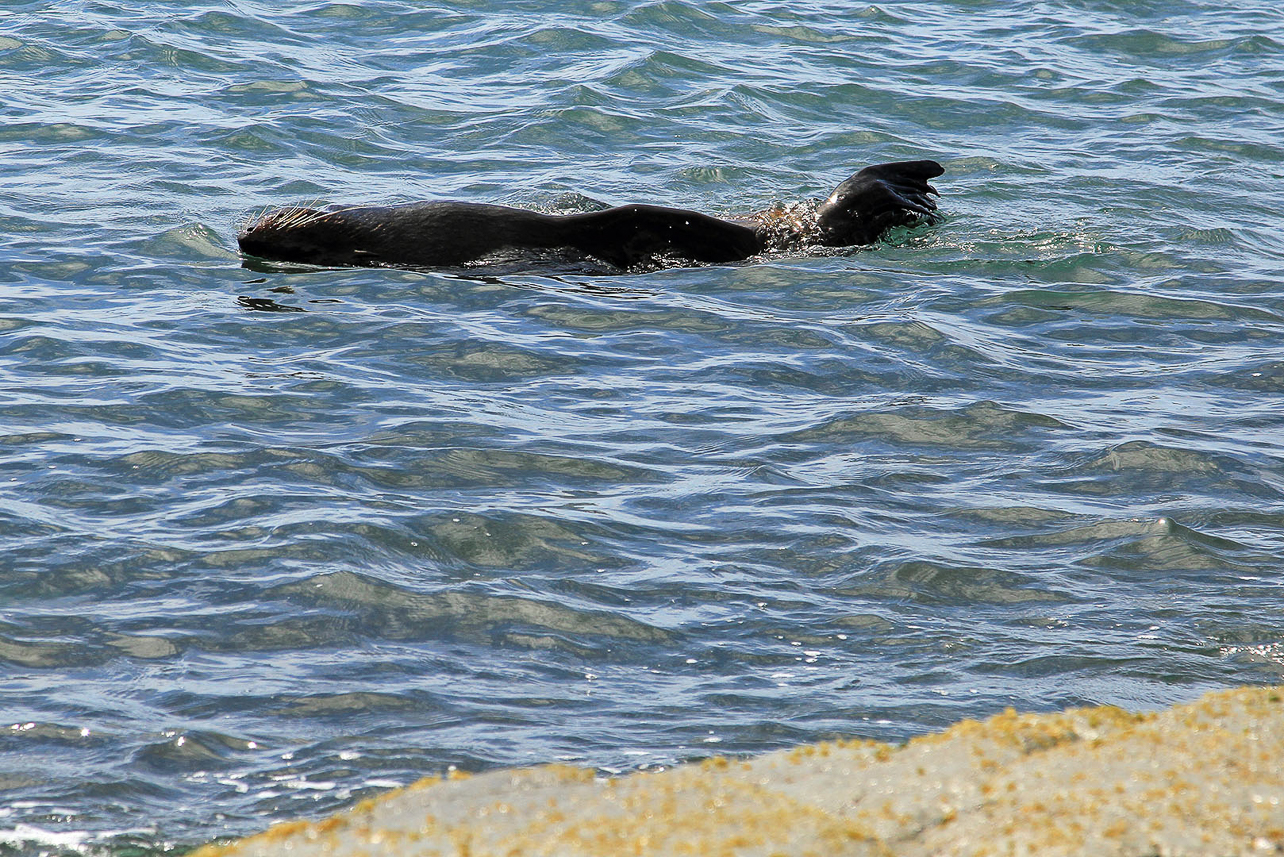 Fur seal at Kaikoura