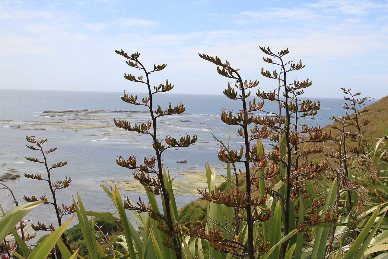 New Zealand flax, Kaikoura