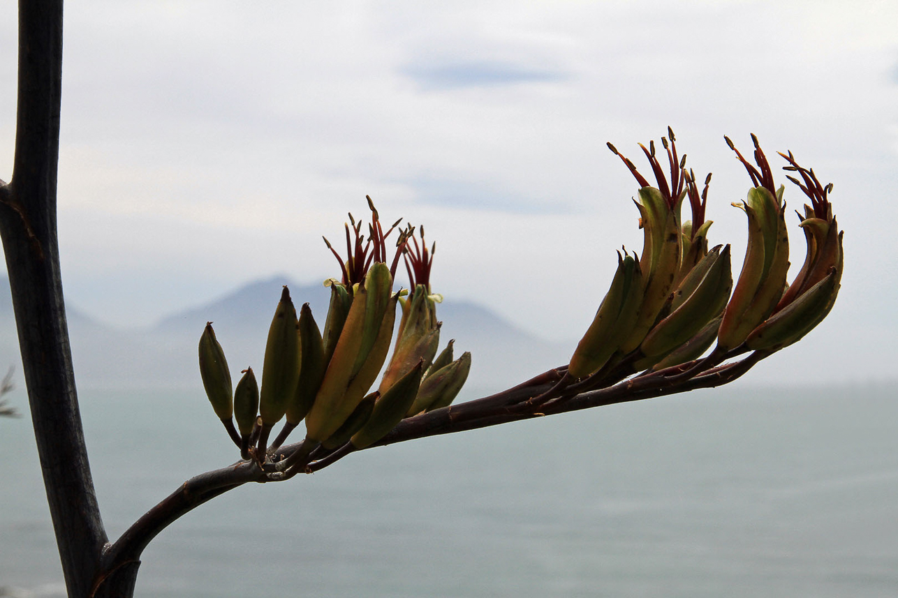 New Zealand flax