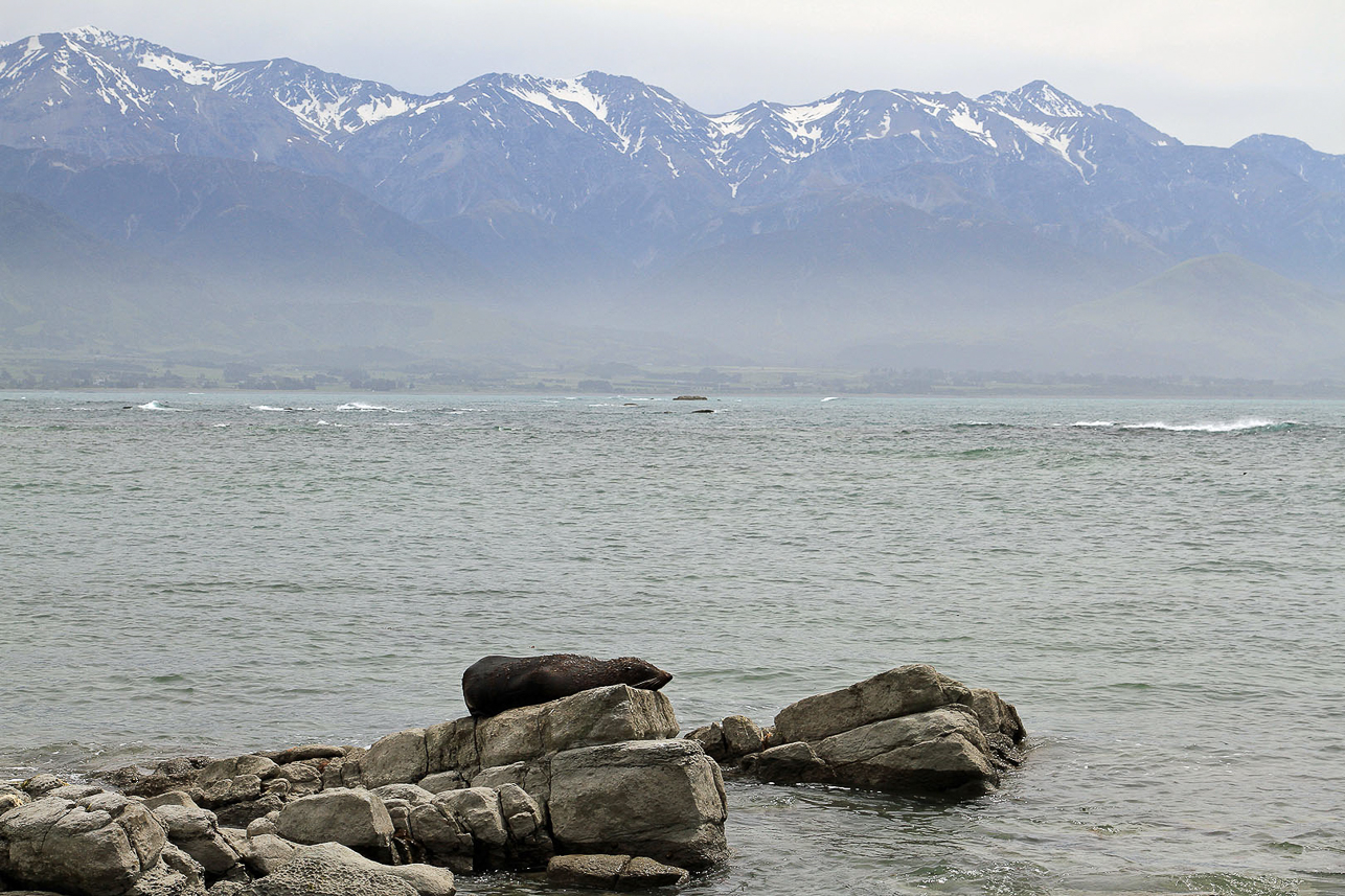 Fur seal at Kaikoura