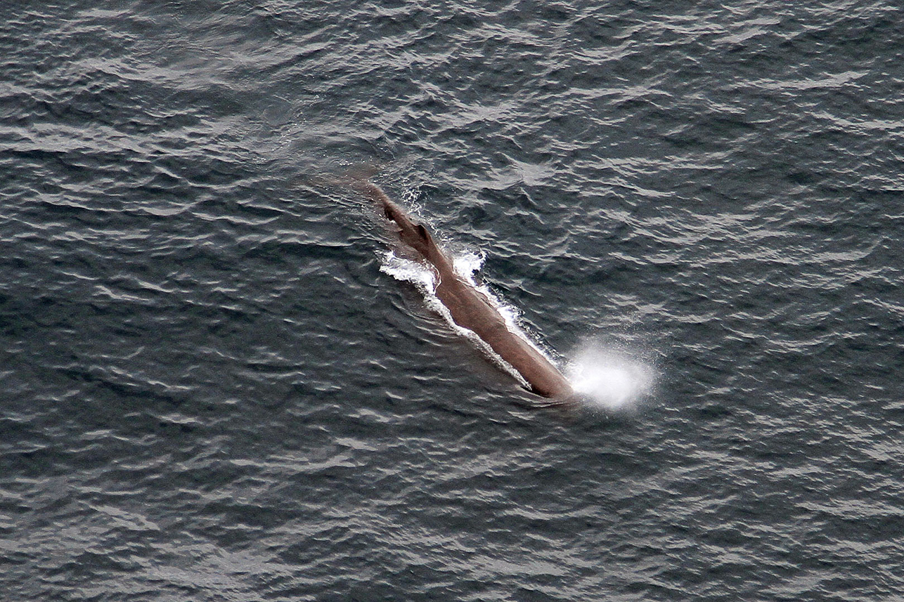 Sperm whale blowing outside Kaikoura