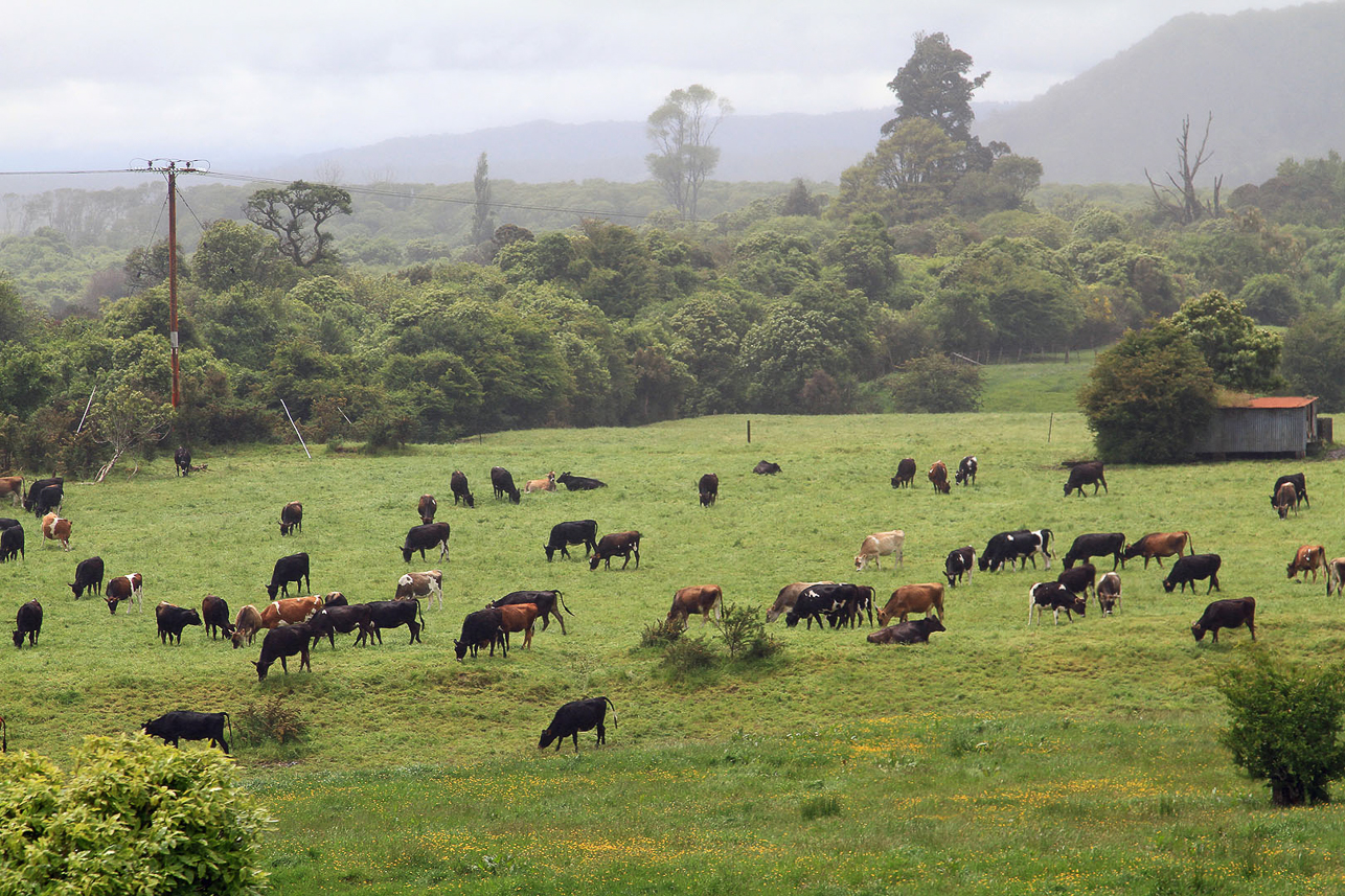 Lot of cows inNew Zealand, view from the railway