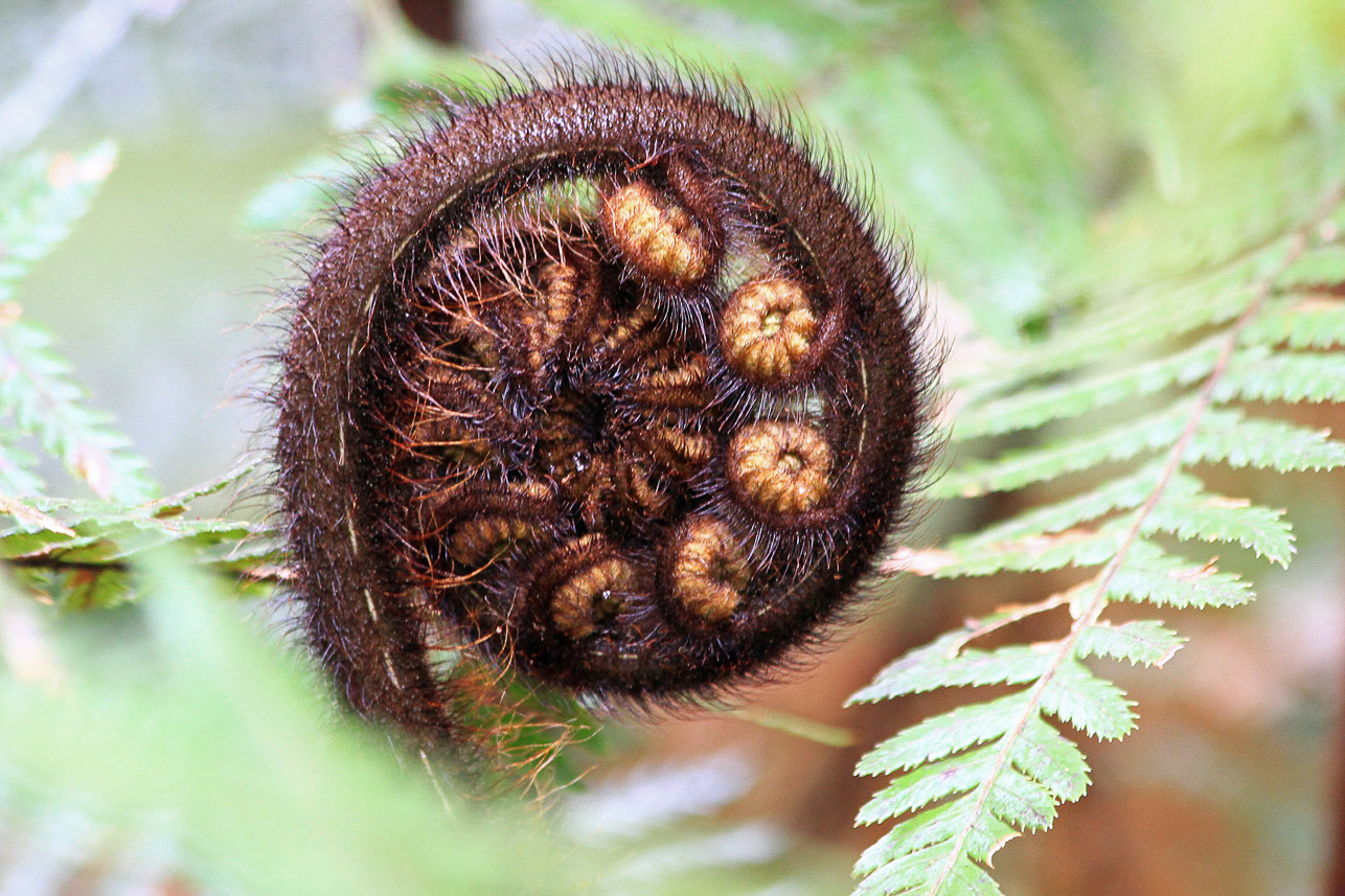 Fern in progress