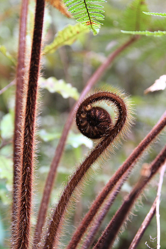 Fern in progress