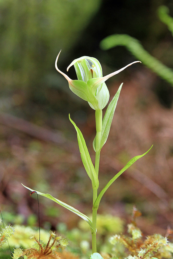 Orchid in the rain forest